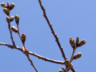 20260419_標本さくら1