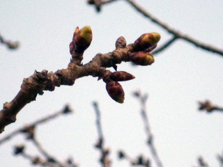 2026.4.13サクラ状況