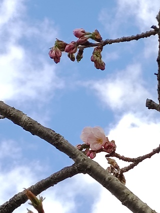 260424_標本さくら1