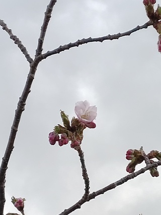 260424_標本さくら2