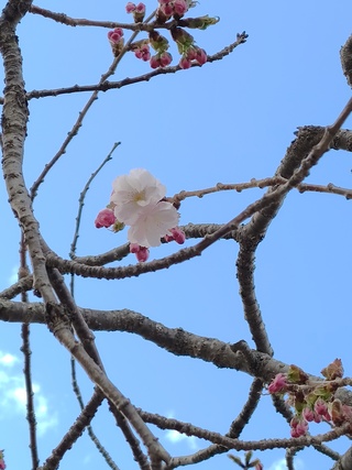 2026424_標本さくら3