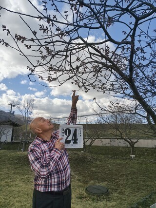 2026.4.24_開花宣言