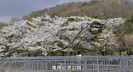 shikino_fuukei_spring_kameda_kouen_douga